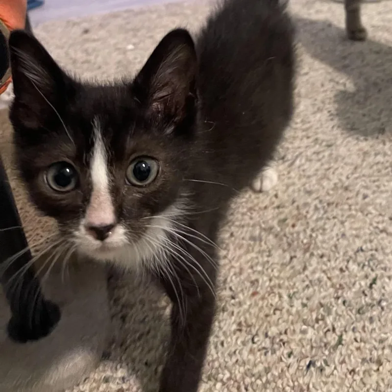 A baby small-sized male Domestic Short Hair cat named Pirate for adoption in Canton, IL