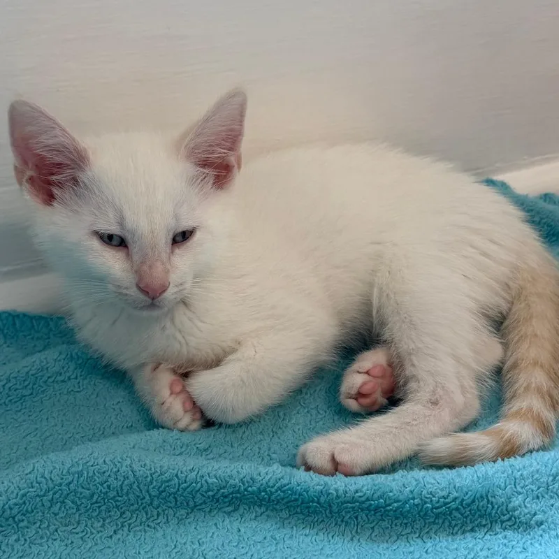 A baby small-sized male White Domestic Short Hair cat named Moonstone for adoption in Evanston, IL