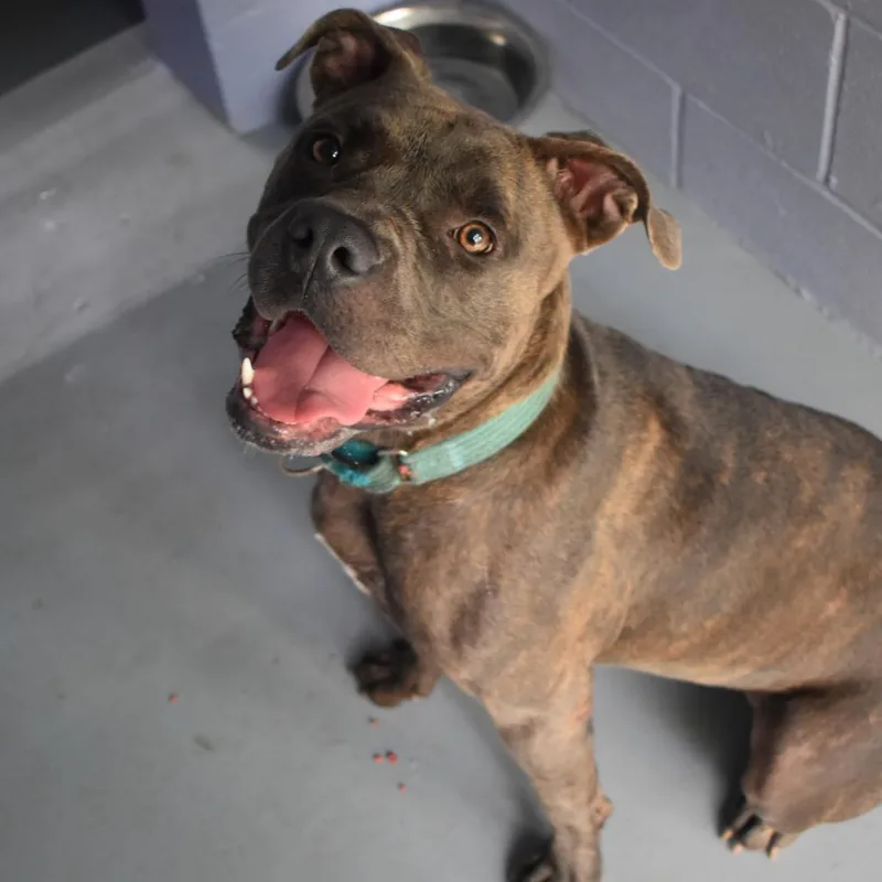 Nala Bell thumbnail 6