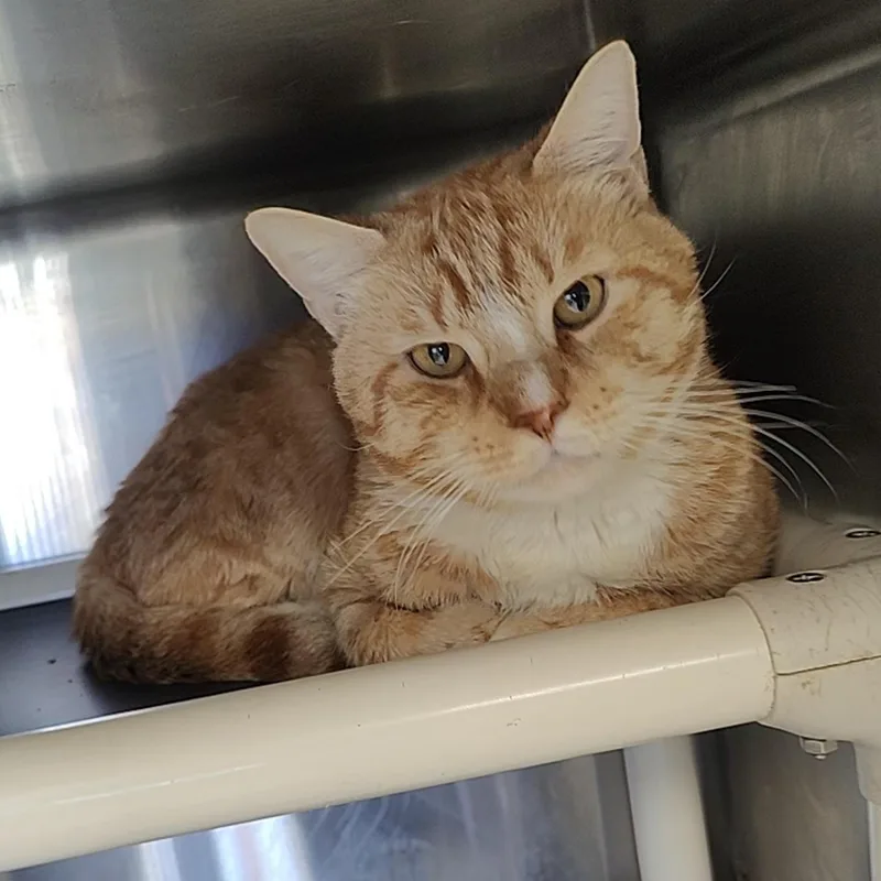 A young medium-sized male Tabby (Orange / Red) Domestic Short Hair cat named Monti for adoption in Jersey city, NJ