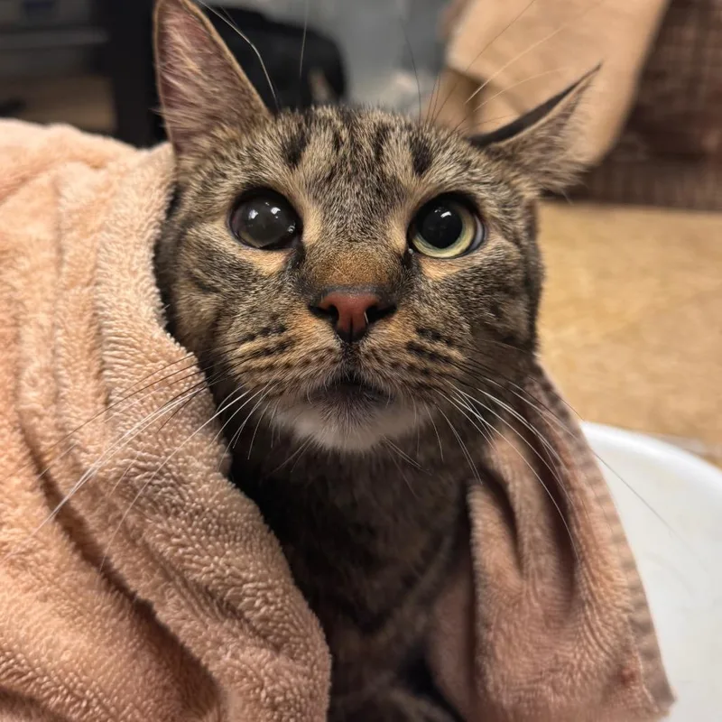 An adult large-sized male Brown / Chocolate Domestic Short Hair cat named Nano for adoption in Birdsboro, PA