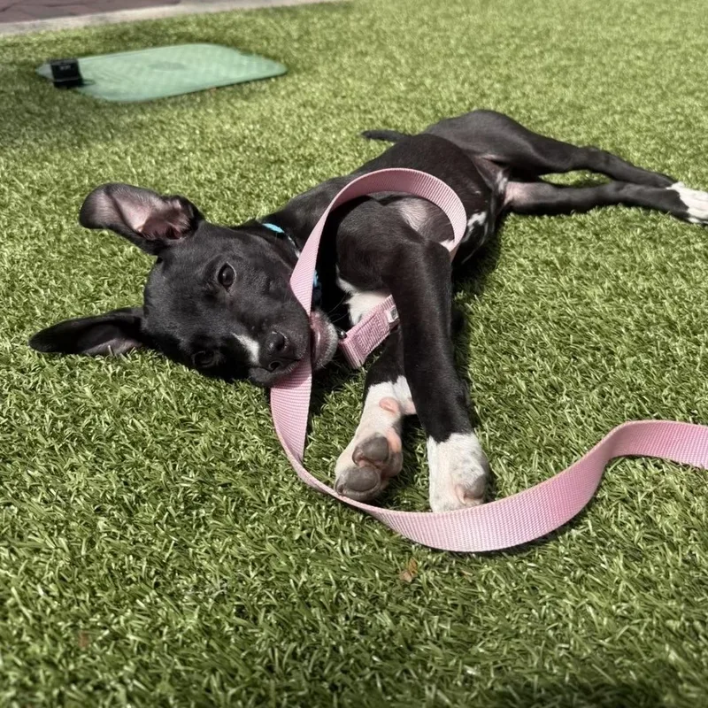 Sand Flea thumbnail 2