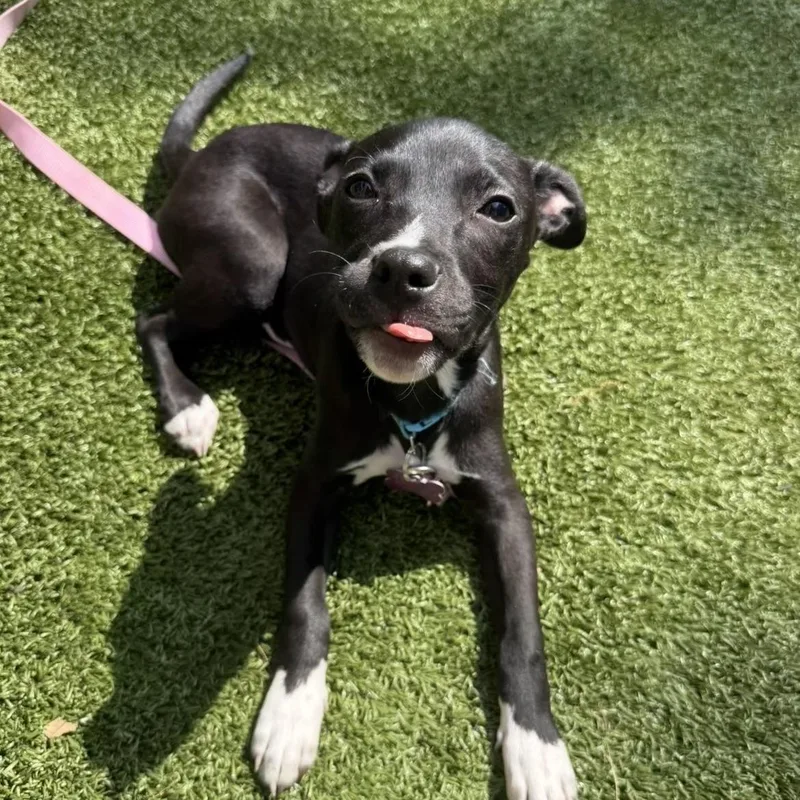 Sand Flea thumbnail 3