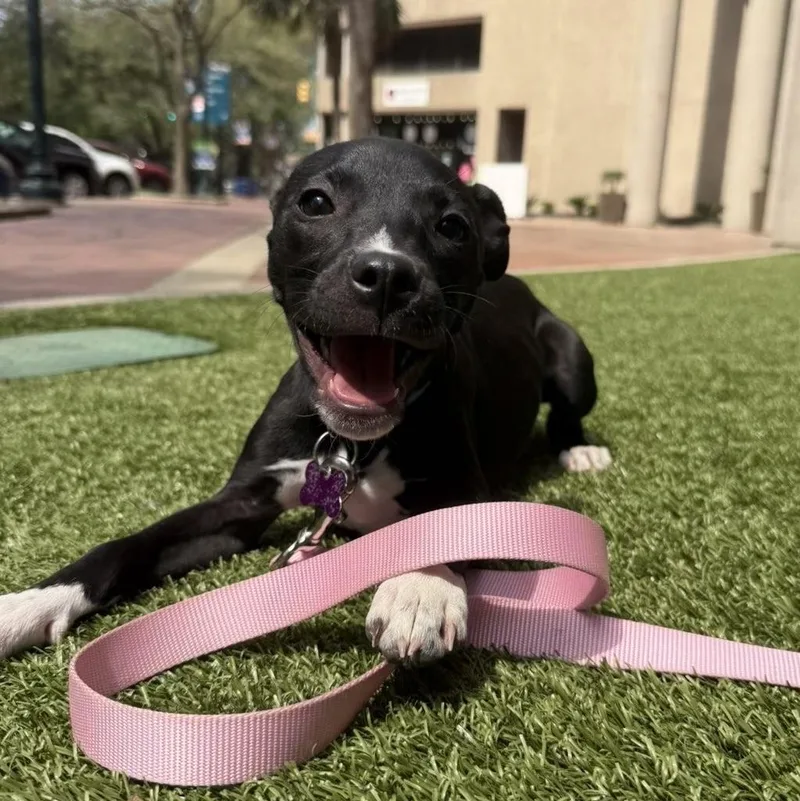 Sand Flea thumbnail 4