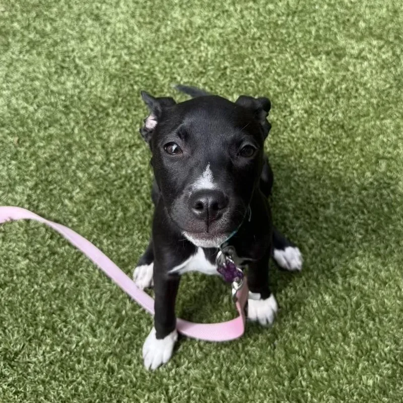 Sand Flea thumbnail 5