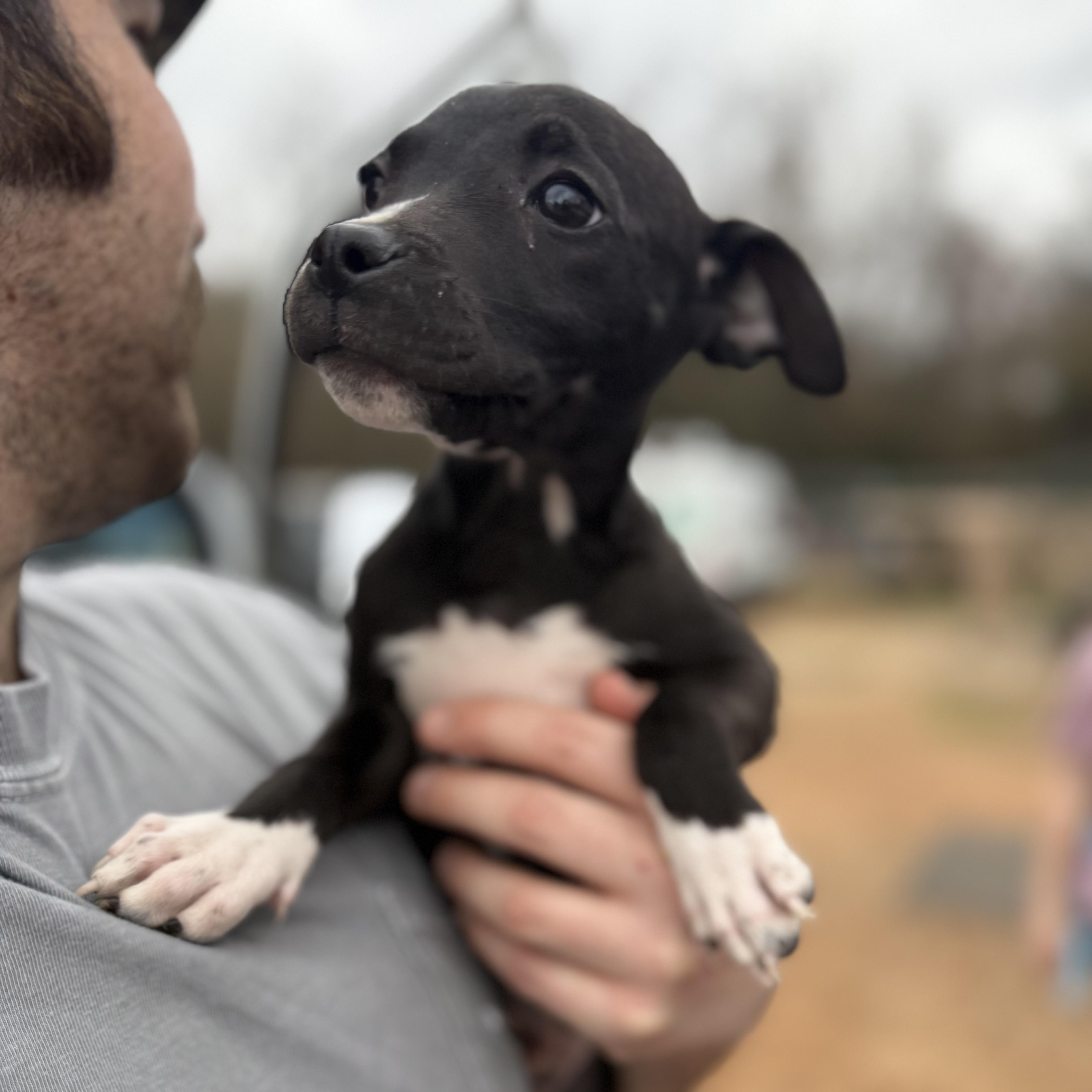 Sand Flea thumbnail 6