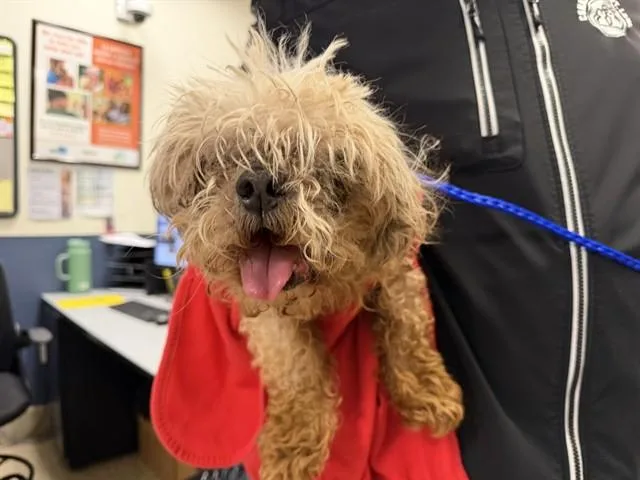 A senior small-sized male Yorkshire Terrier dog named Max for adoption in Miami, FL