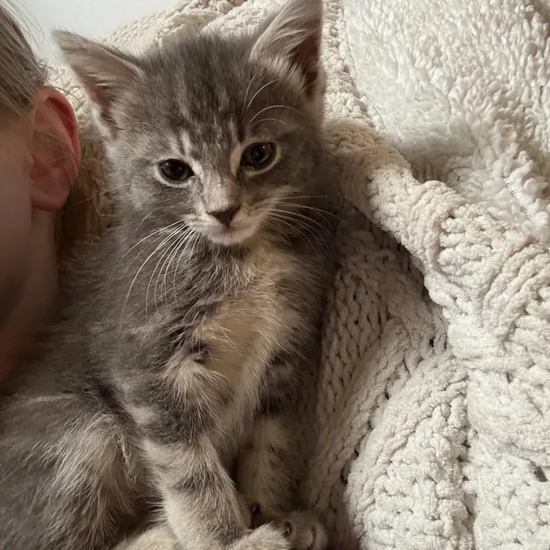 A baby medium-sized female Domestic Short Hair cat named Claritan for adoption in Chattanooga, TN