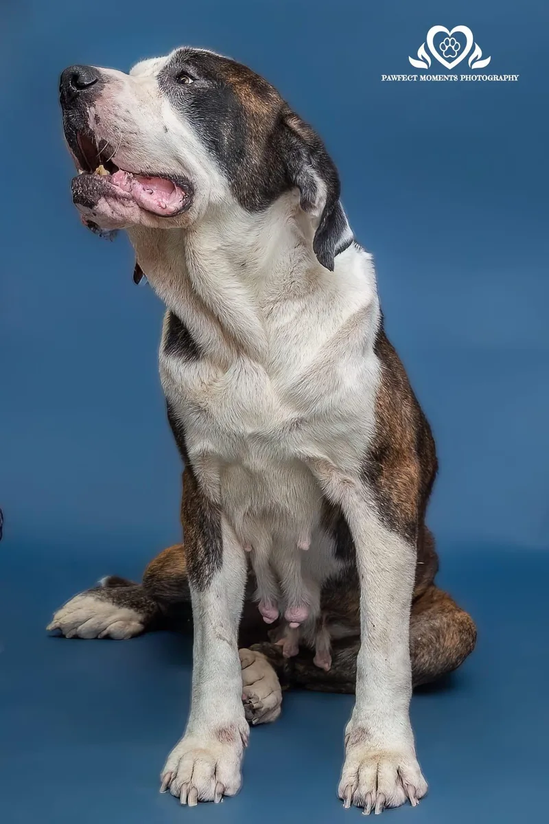 An adult large-sized female Brindle American Bulldog dog named Livi for adoption in Tomball, TX
