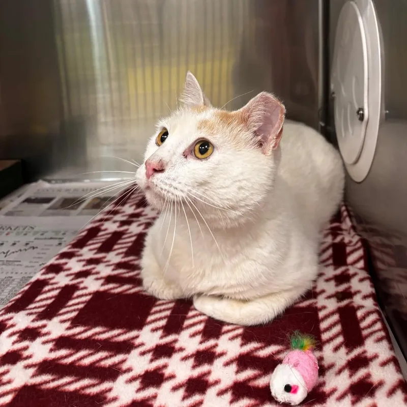 An adult large-sized male White Domestic Short Hair cat named Air Jordan for adoption in Belleville, IL
