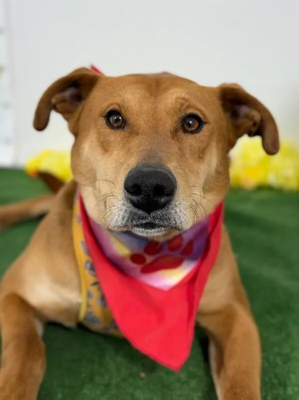 A young medium-sized male Brown / Chocolate Rhodesian Ridgeback dog named Agus for adoption in Carlsbad, CA
