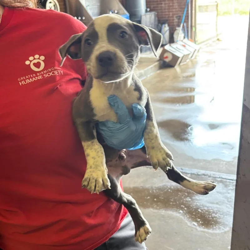 A baby small-sized male Gray / Blue / Silver Pit Bull Terrier dog named George for adoption in Birmingham, AL