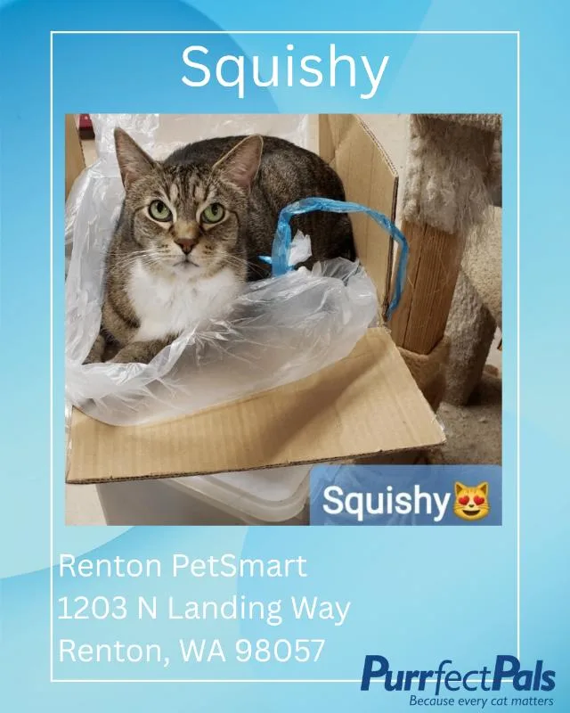 Squishy Cat thumbnail 2