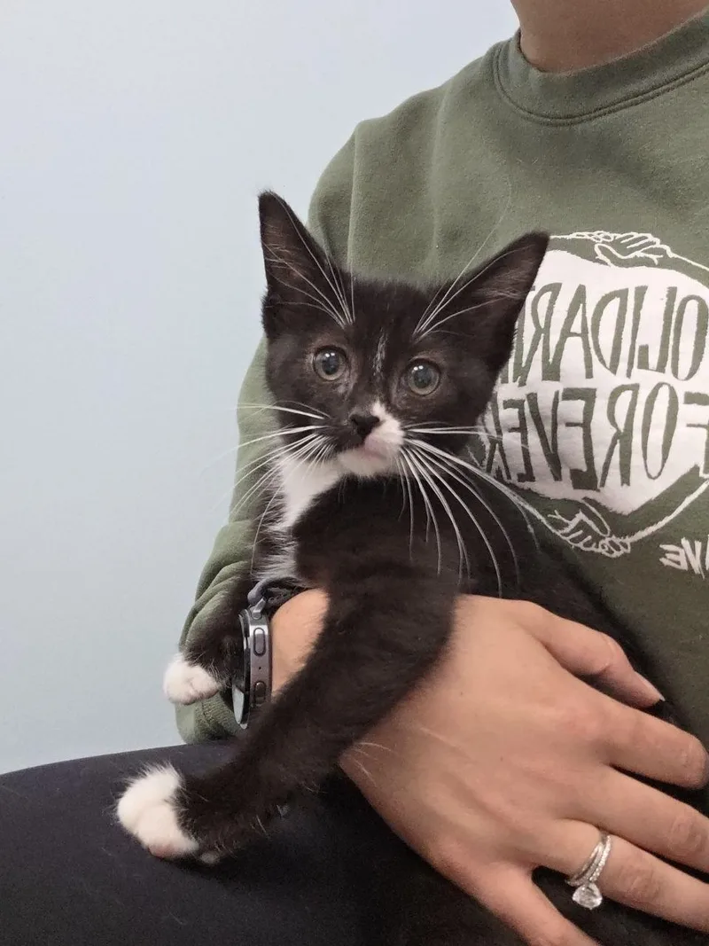 A baby medium-sized female Black & White / Tuxedo Domestic Short Hair cat named Lemongrass for adoption in Royal Oak, MI