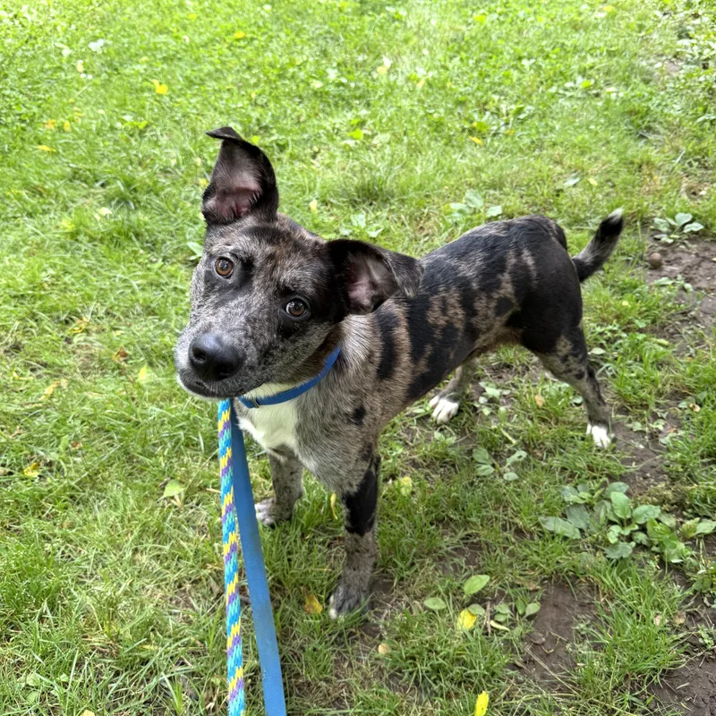 A young medium-sized male Merle (Blue) Catahoula Leopard Dog dog named Anton for adoption in Phoenixville, PA
