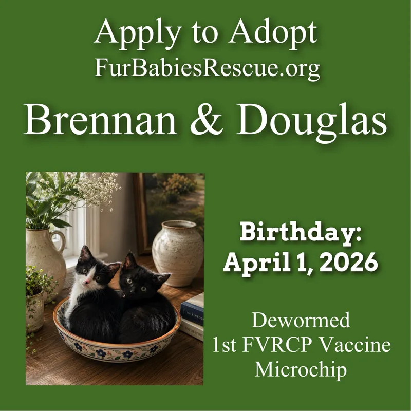 A baby small-sized male Black Domestic Short Hair cat named Brennan & Douglass for adoption in Hickory, NC