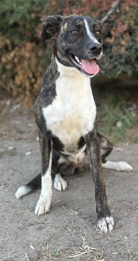 An adult large-sized female Mixed Breed dog named Lydia for adoption in Thousand Oaks, CA
