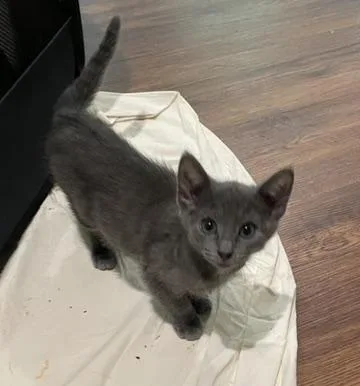A baby medium-sized male Gray / Blue / Silver Russian Blue cat named Oscarportofino Petsmart for adoption in Spring, TX