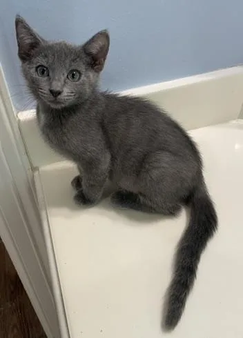 Oscarportofino Petsmart thumbnail 4