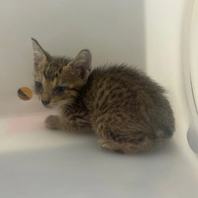 A baby small-sized male Gray / Blue / Silver Domestic Short Hair cat named Ponte Vecchio for adoption in Columbus, GA