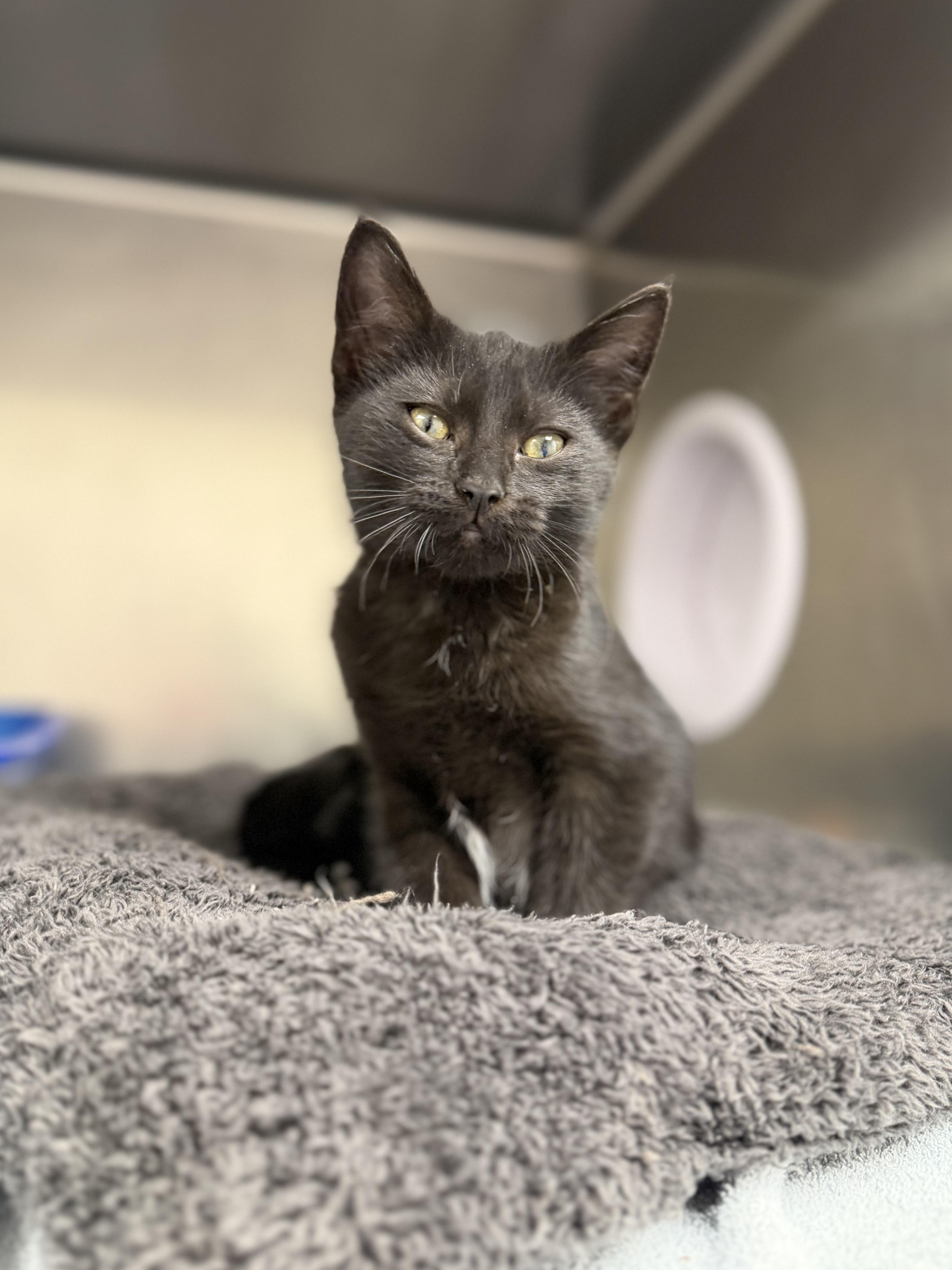 A young small-sized female Black Domestic Short Hair cat named Kenna for adoption in Geneseo, IL