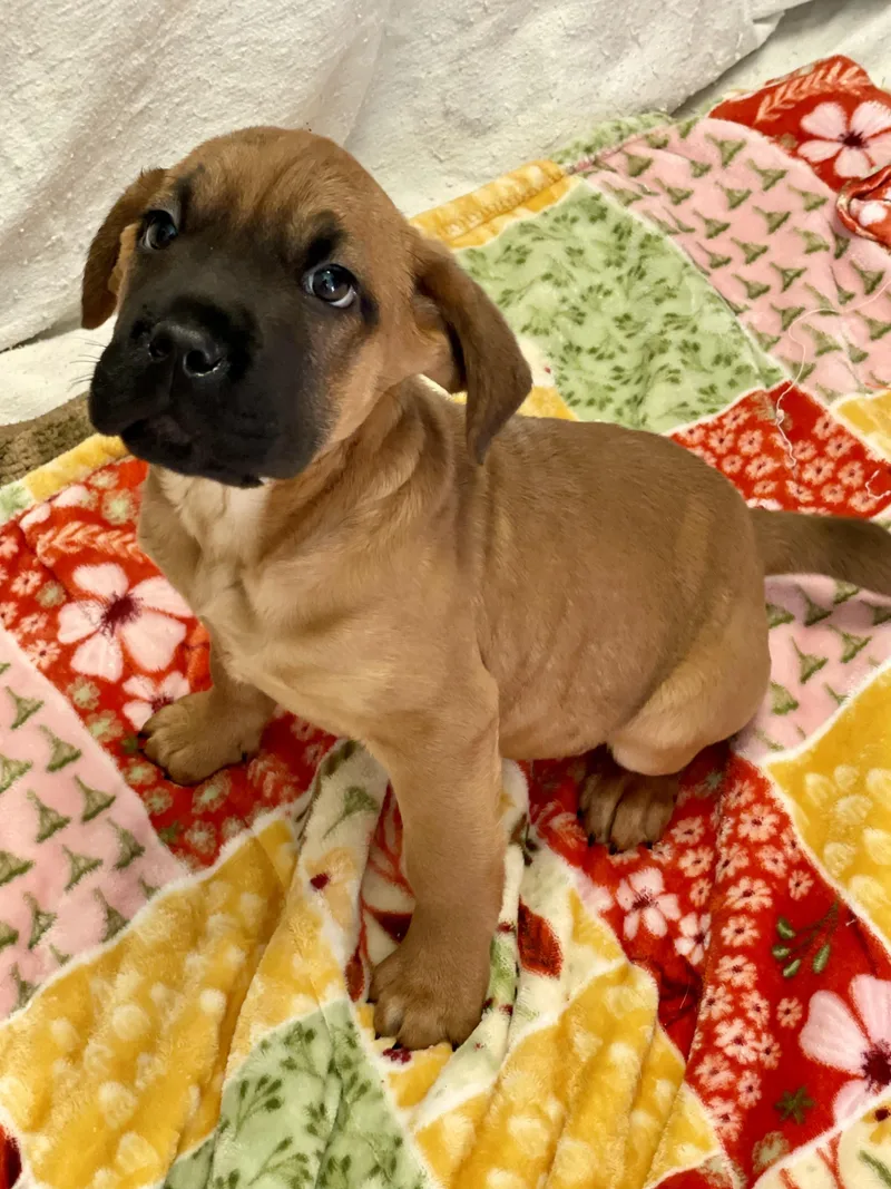 A baby medium-sized female Boxer dog named Fawna for adoption in Lacon, IL