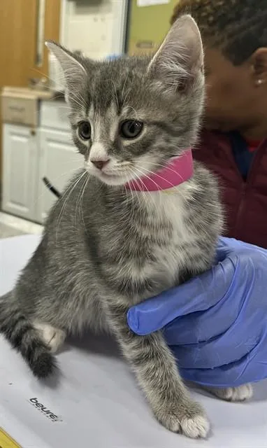 A baby small-sized female Domestic Short Hair cat named Opal for adoption in Upper Marlboro, MD