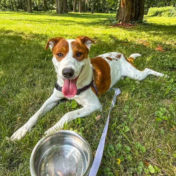 A young medium-sized male Terrier dog named Terry for adoption in Des Moines, IA