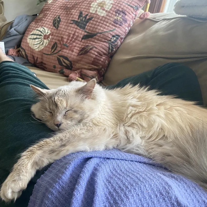 An adult small-sized female Cream / Ivory Balinese cat named Freya Home To for adoption in South Elgin, IL