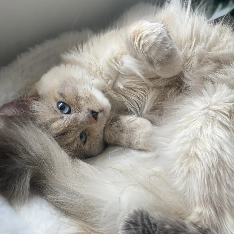 Freya  Home To thumbnail 5