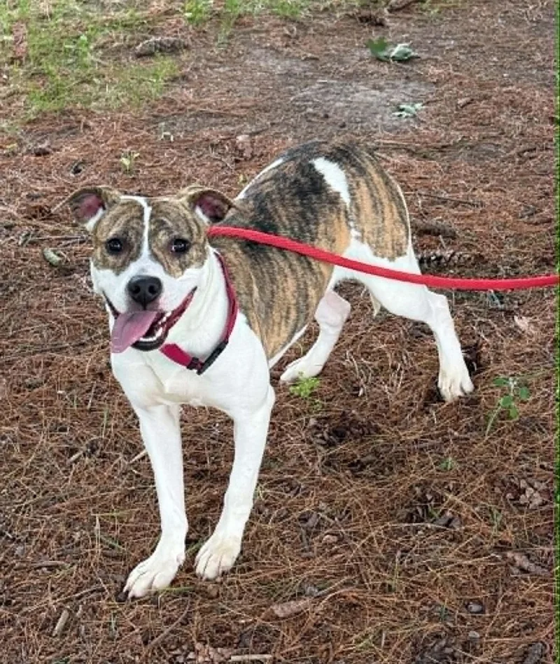 A young medium-sized female White / Cream Pit Bull Terrier dog named Amber for adoption in Springfield, IL