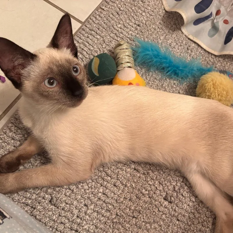 A young medium-sized female Domestic Short Hair cat named Kumonga for adoption in Port Richey, FL