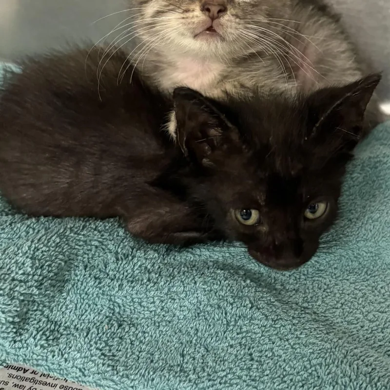 A baby small-sized male Black Domestic Short Hair cat named Italo for adoption in San Antonio, TX