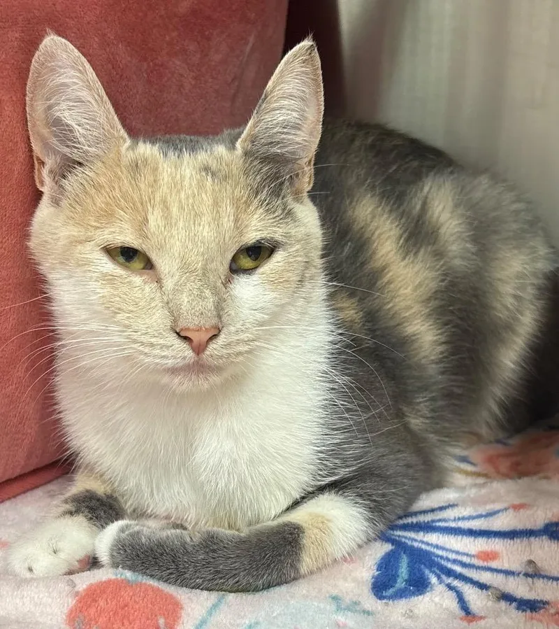 A young medium-sized female Domestic Short Hair cat named Petal for adoption in Greeneville, TN