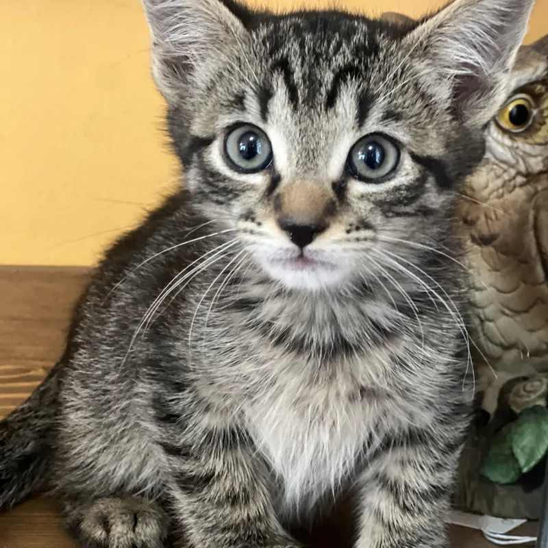A baby medium-sized male Tabby (Brown / Chocolate) Domestic Short Hair cat named Nori for adoption in Greensboro, NC