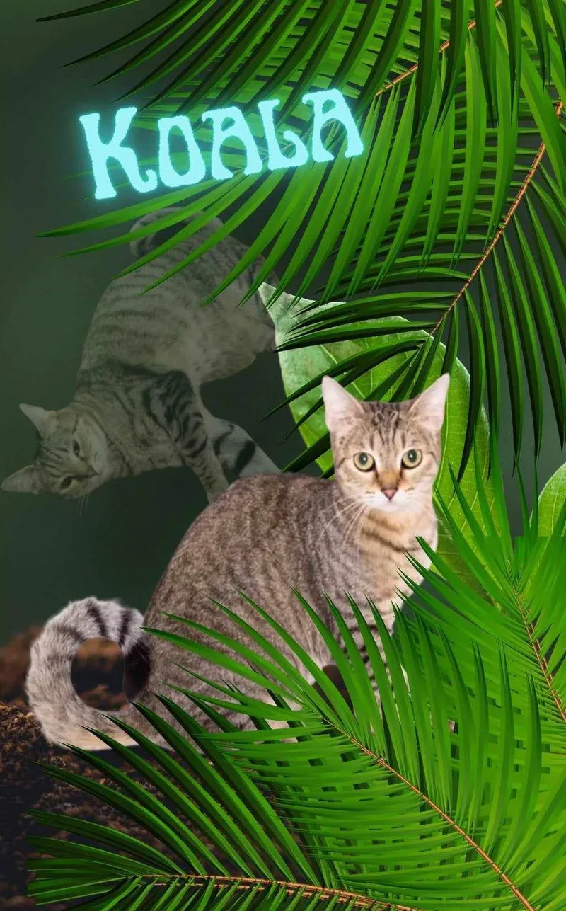 Koala thumbnail 2