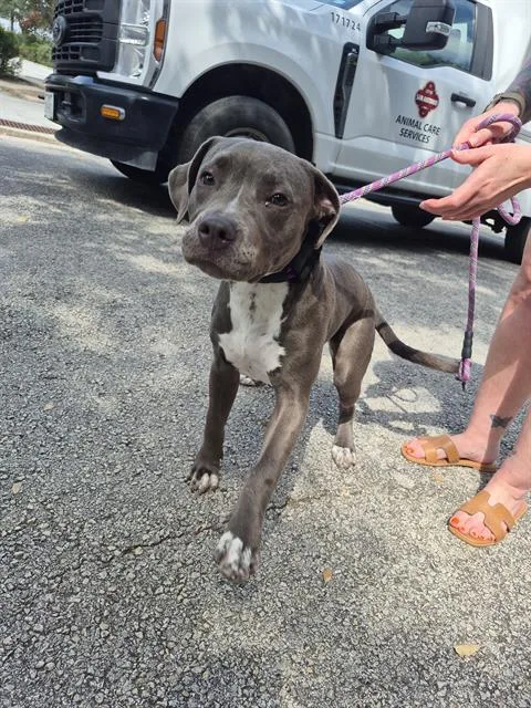 A young medium-sized female American Staffordshire Terrier dog named Jasmine for adoption in San Antonio, TX