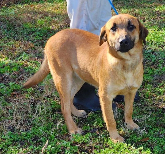 A young medium-sized male Shepherd dog named Pumpkin for adoption in Wetumpka, AL