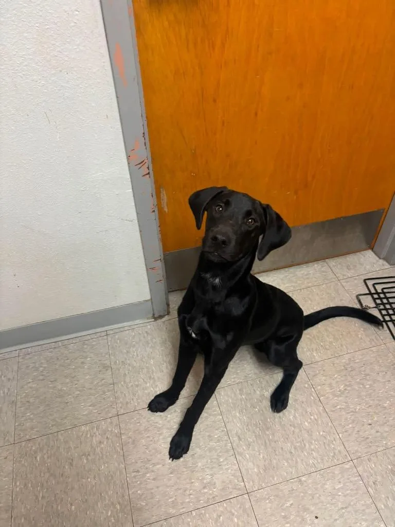A baby medium-sized male Labrador Retriever dog named Dean for adoption in Sorrento, LA