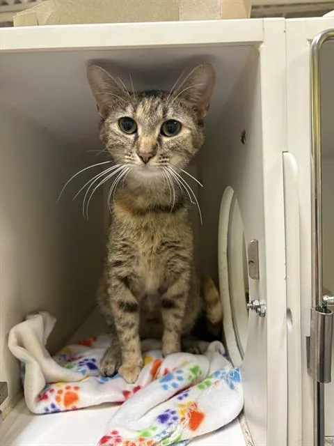 A young small-sized female Domestic Short Hair cat named Milla for adoption in Indianapolis, IN