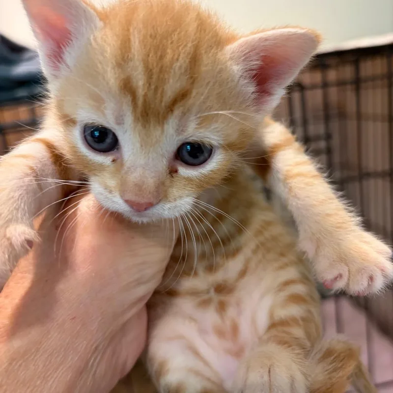A baby small-sized male Orange / Red American Shorthair cat named Toronto for adoption in Long Beach, CA