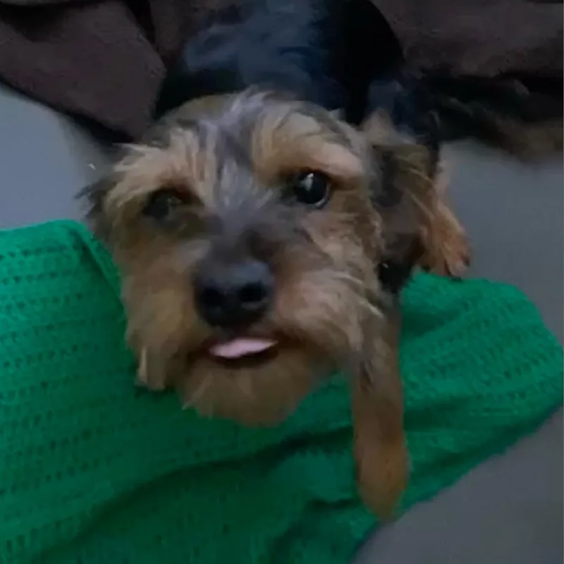 Buddy