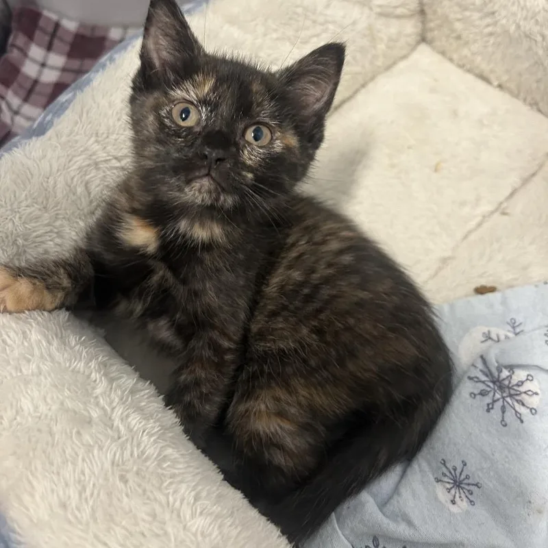A baby small-sized female Domestic Short Hair cat named Bertie for adoption in Binghamton, NY