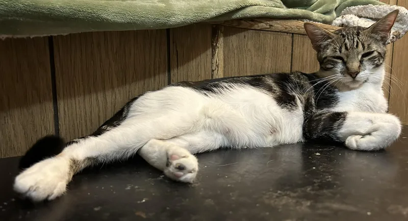 A young medium-sized female Tabby (Buff / Tan / Fawn) Domestic Short Hair cat named Junior A Sweet for adoption in Prescott, AZ