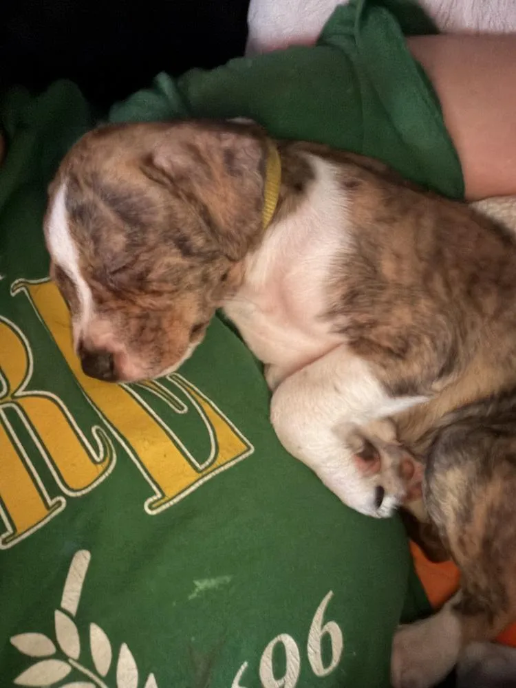 A baby small-sized female Terrier dog named Mya for adoption in Plymouth, MI