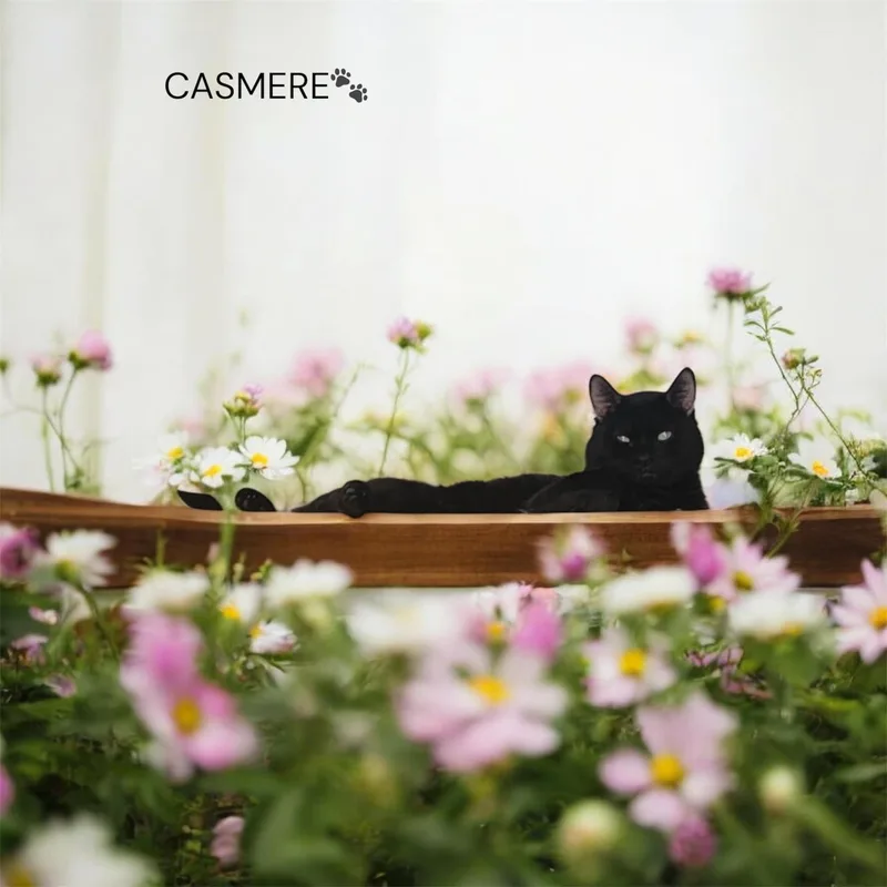 A young medium-sized male Black Domestic Medium Hair cat named Cashmir for adoption in North Bergen, NJ