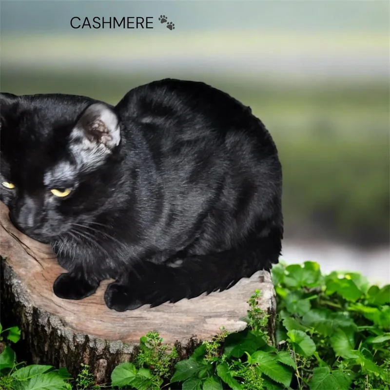 Cashmir thumbnail 2
