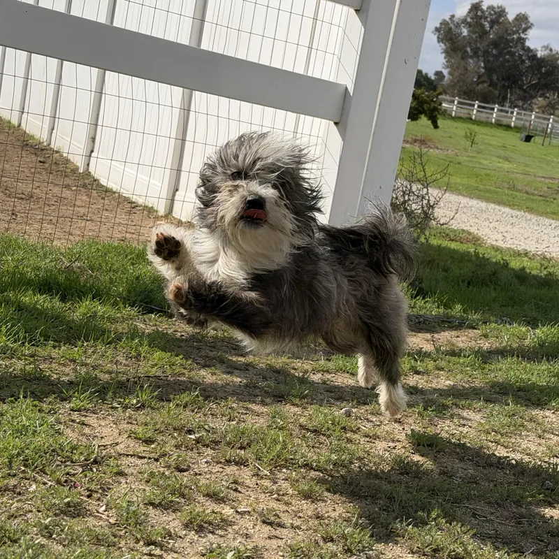 A young small-sized male Maltese dog named Scruffy for adoption in Winchester, CA
