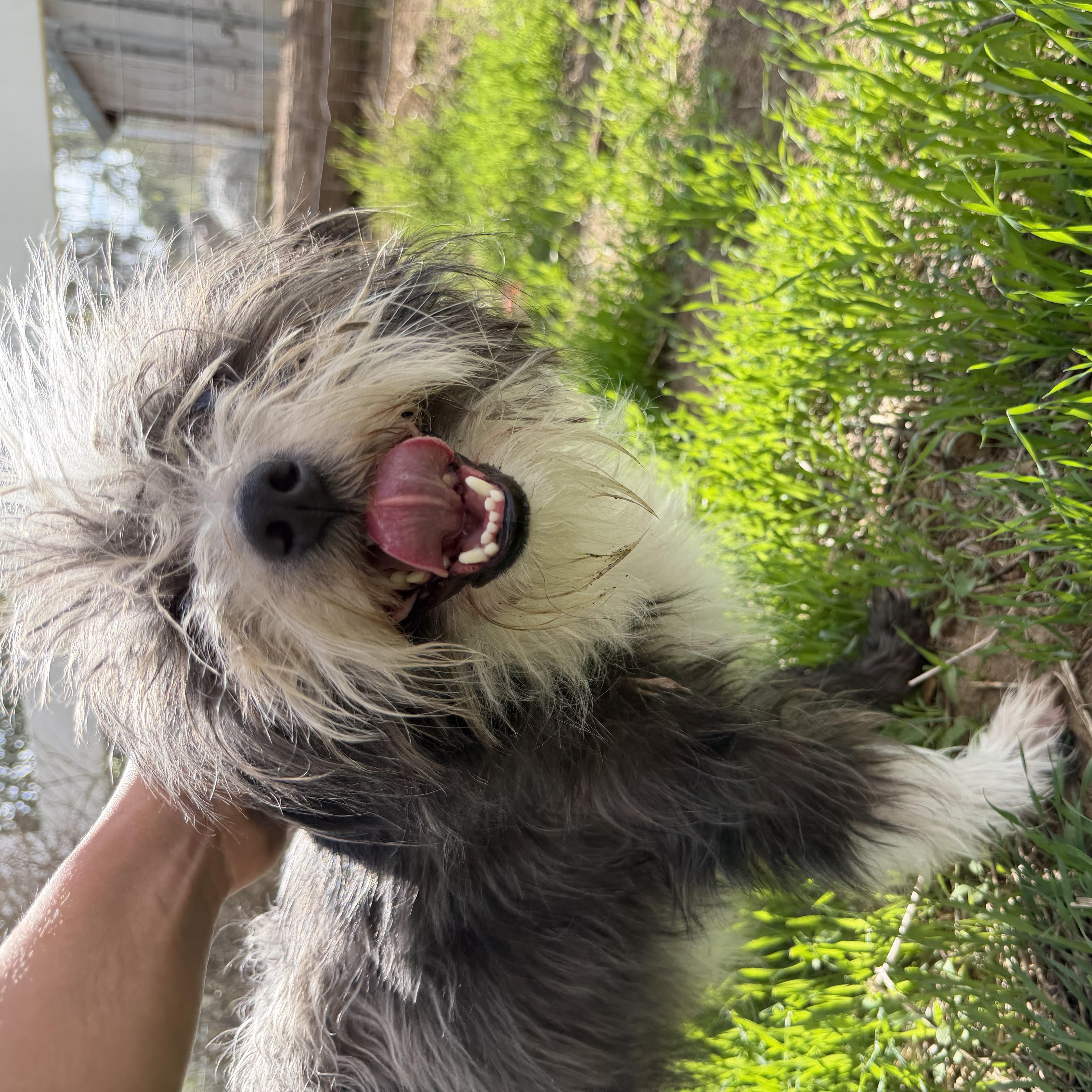 Scruffy thumbnail 2