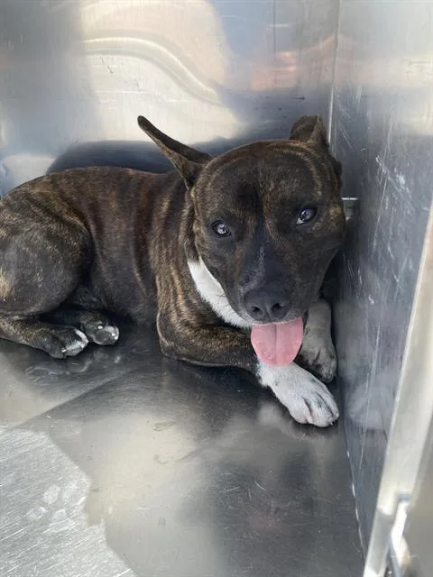 A young small-sized male Mixed Breed dog named Melvin for adoption in Dallas, TX